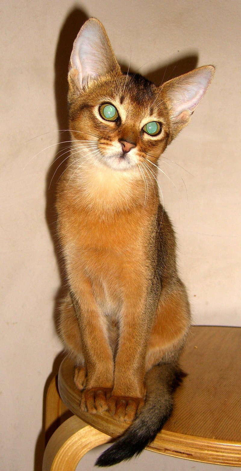 Абиссинская кошка дикий