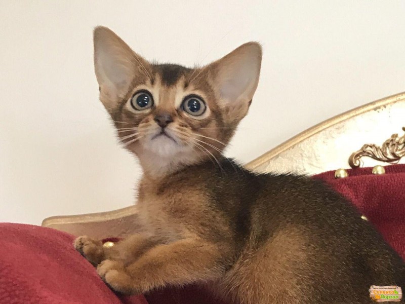 Абиссинец кот дикий окрас