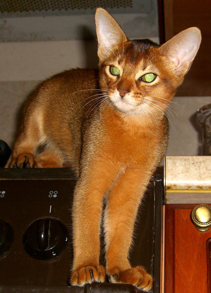 Абиссинская кошка Ruddy