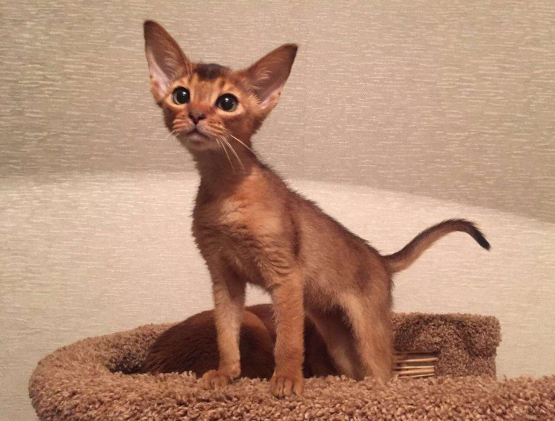 Абиссинская кошка