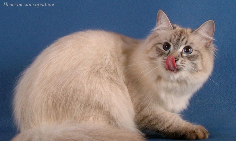 Невская маскарадная кошка с котятами