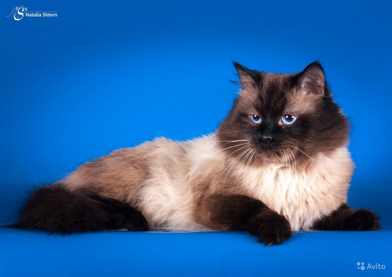 Невсомаскарадная кошка коричневая