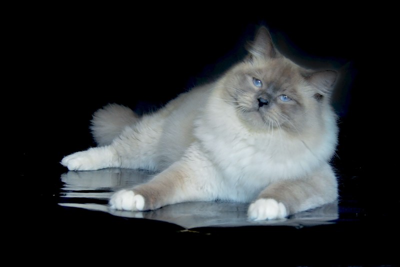 Невская маскарадная кошка