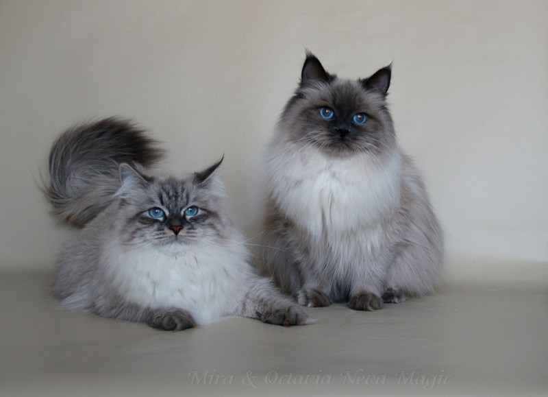 Невская маскарадная котенок 1 месяц