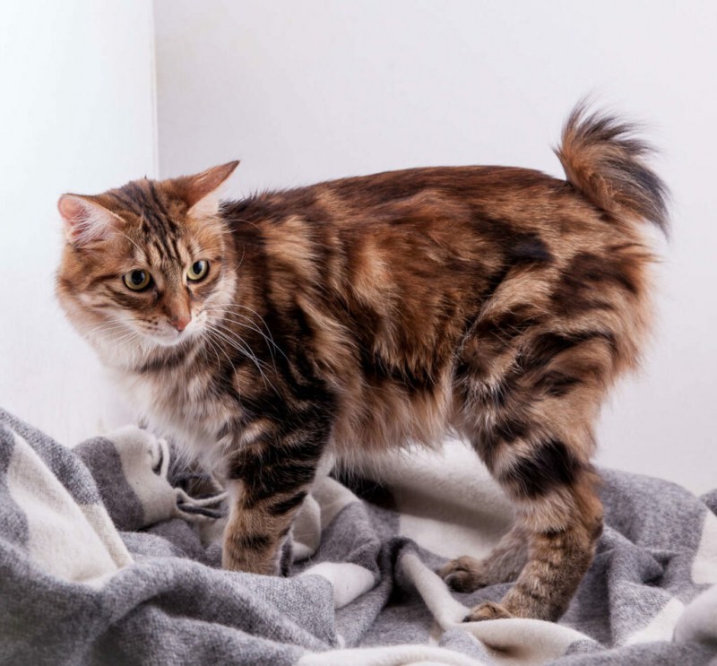 Кот Курильский бобтейл