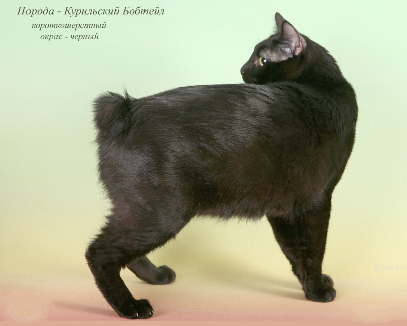 Кот американский бобтейл