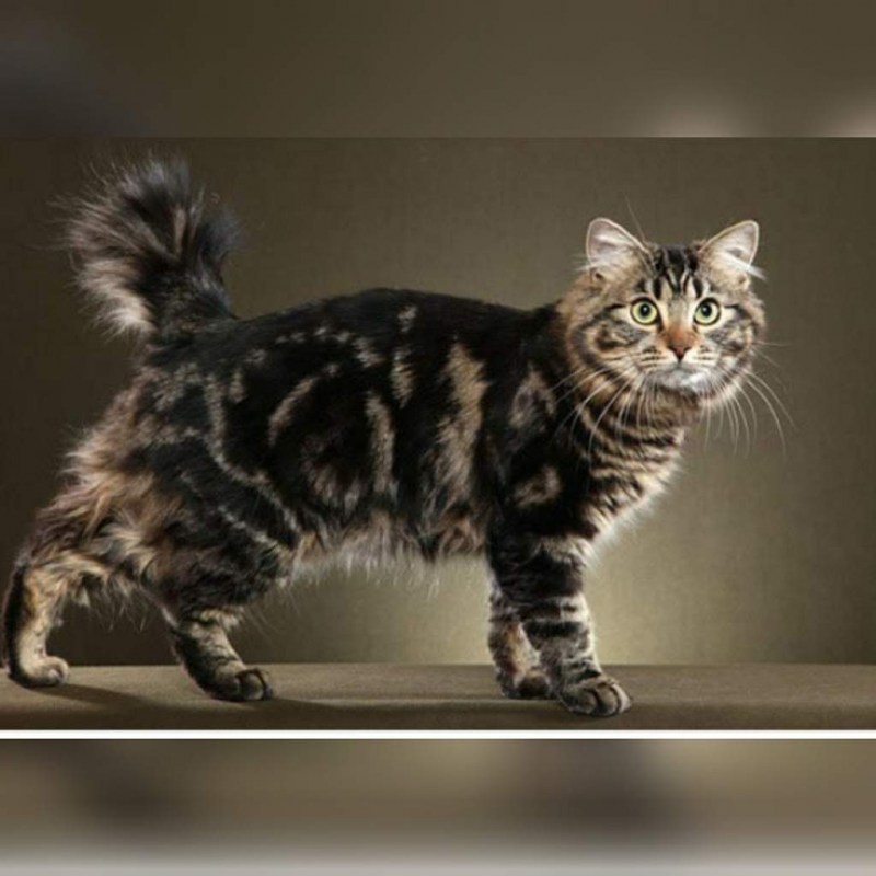 Американский бобтейл короткошёрстный