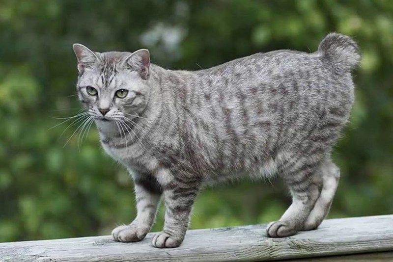 Курильский бобтейл кот рыжий