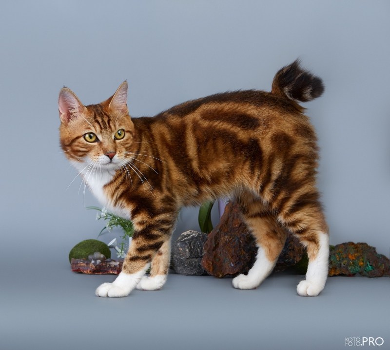 Коты Курильский бобтейл