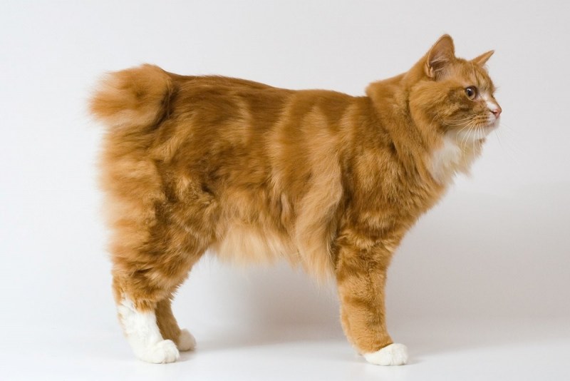 Кот Курильский бобтейл