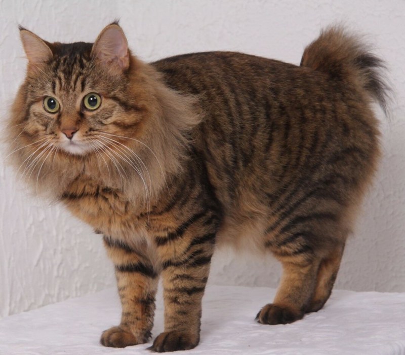 Кот Курильский бобтейл