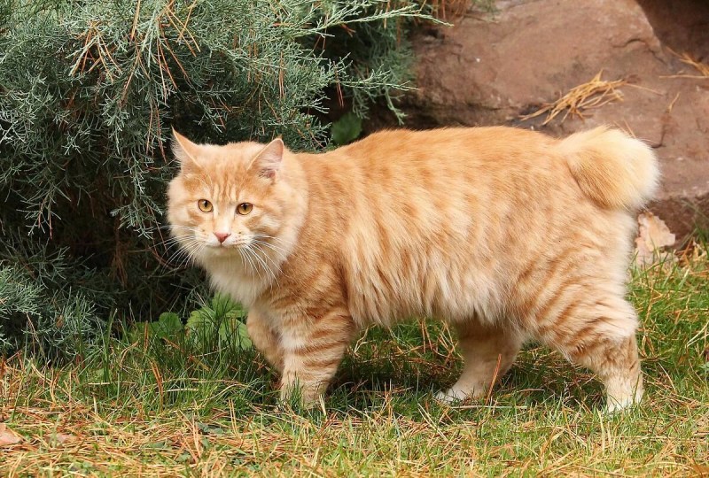 Бобтейл кошка