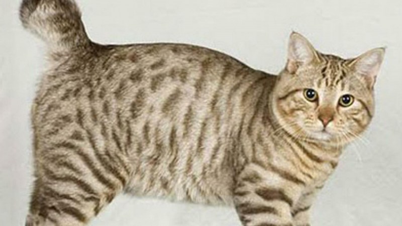 Курильский бобтейл