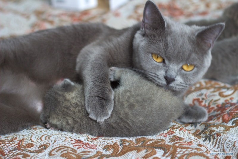 Британская короткошёрстная кошка