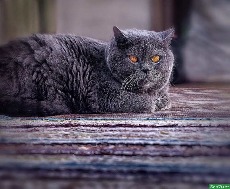 Британский кот характер
