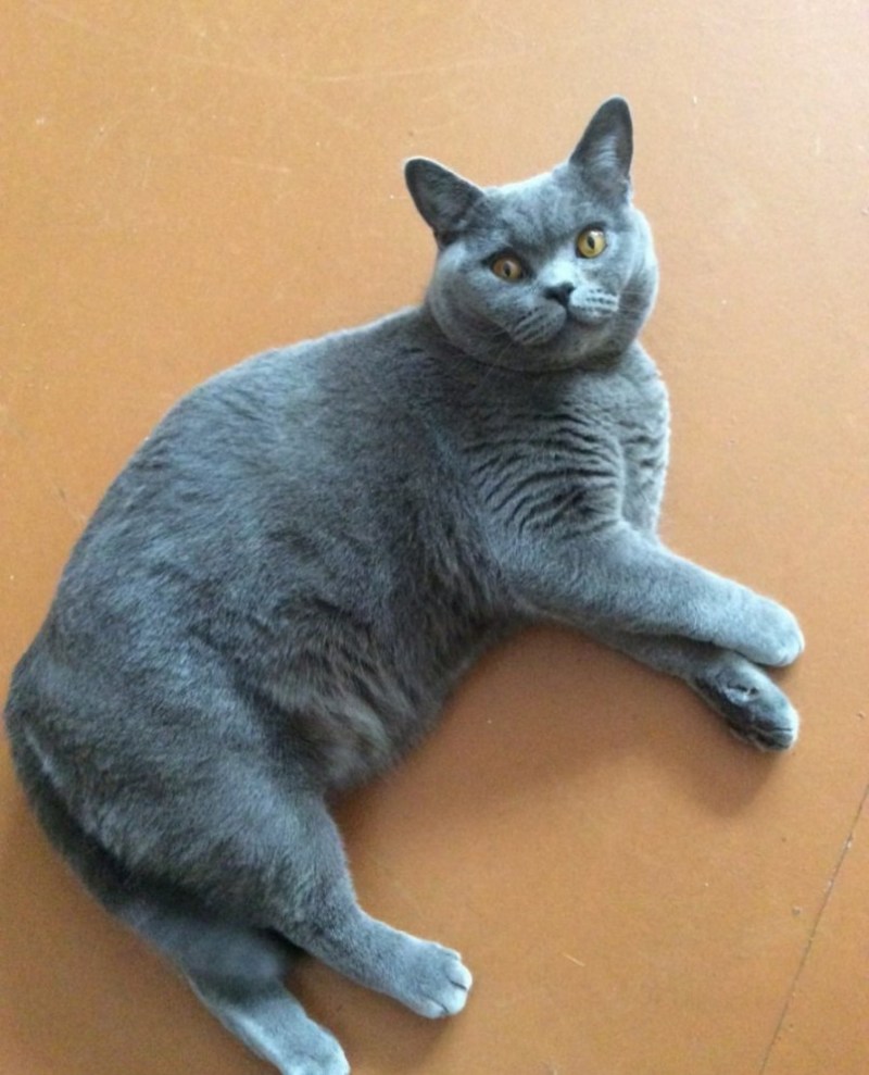 Великобританская короткошерстная кошка