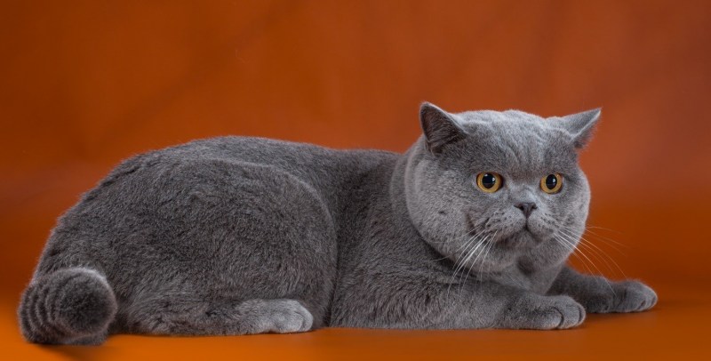 Британская кошка котенок