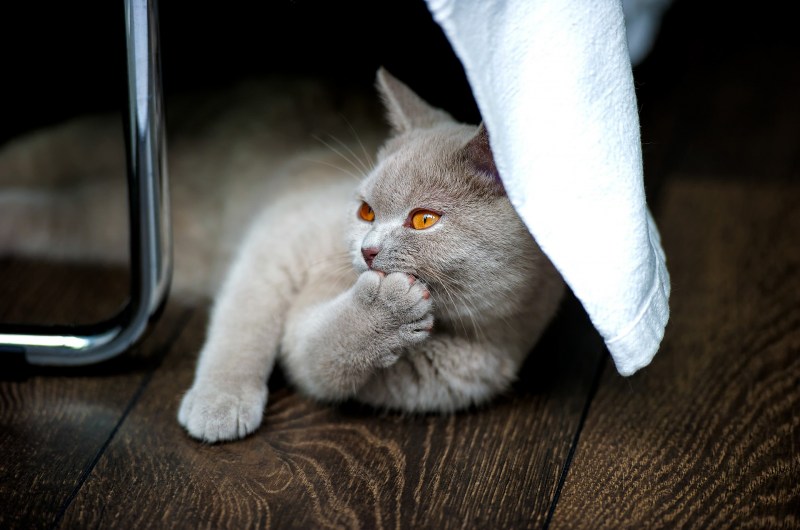 Британская кошка