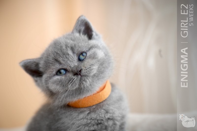 Кот британец