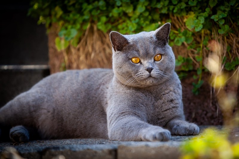Грустный британский кот