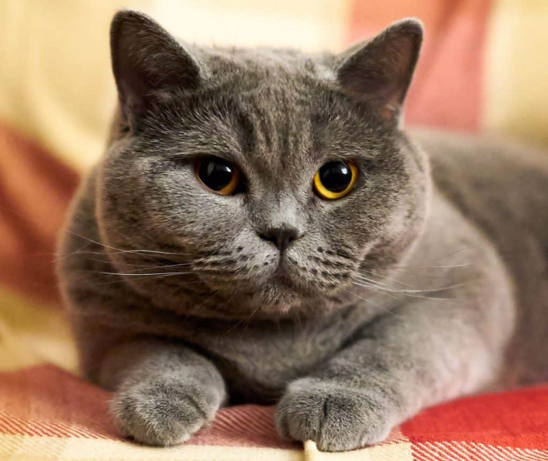 Шотландские коты прямоухие