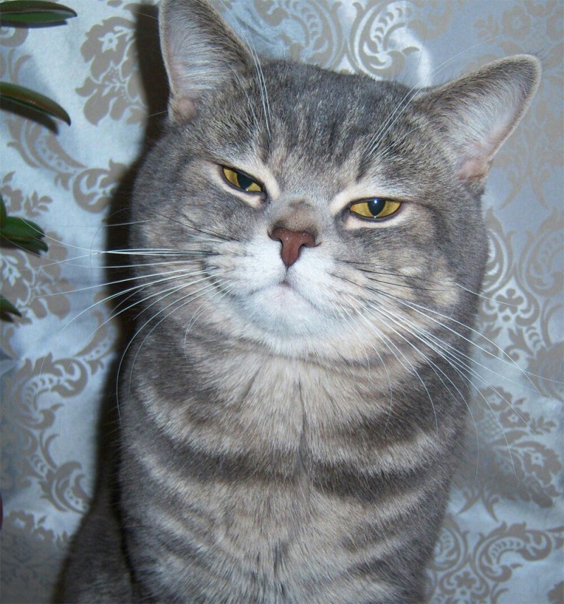 Кошка скоттиш фолд беременность