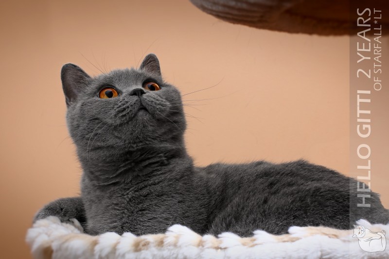 Британский кот сведения