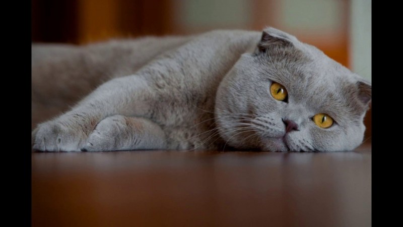 Характер кошки