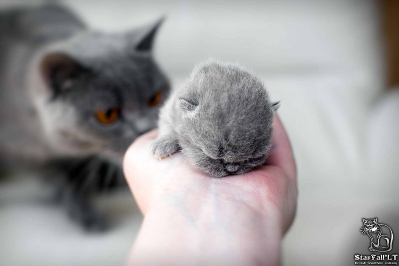 Котята скоттиш страйт вислоухие