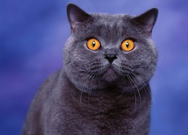 Шотландская голубая кошка прямоухая
