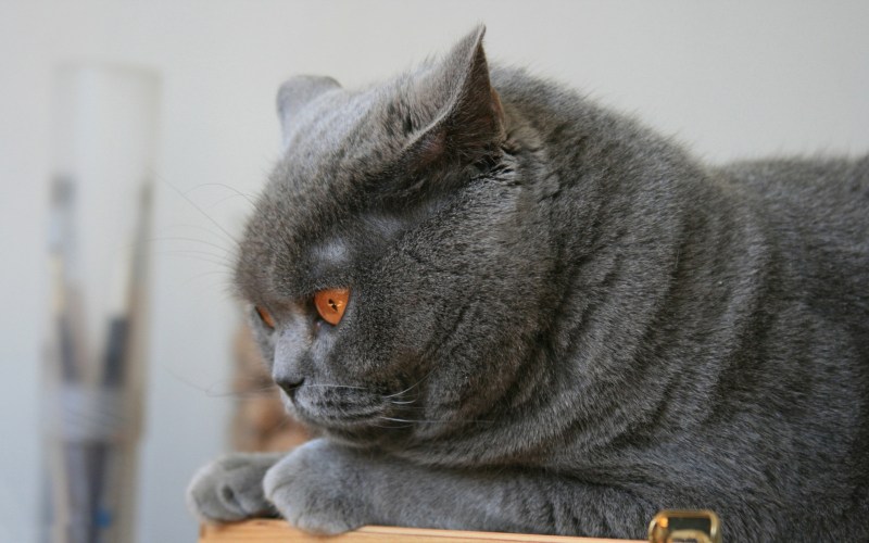 Кот британский короткошерстный характер