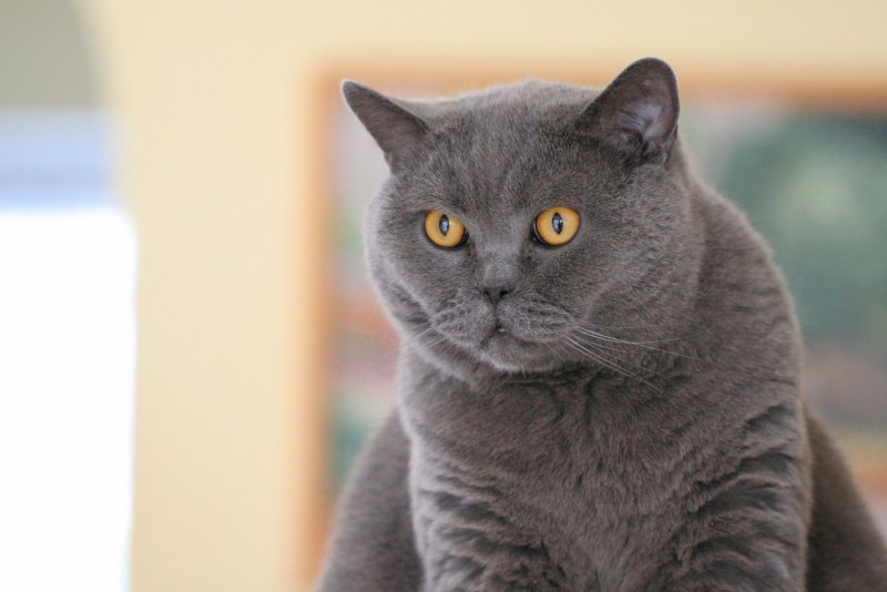Британский кот характер