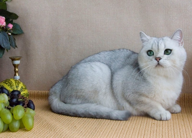 Британская кошка