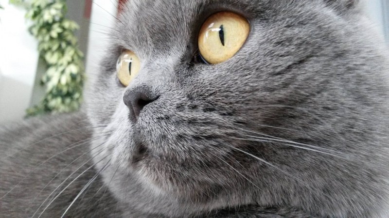 Шерсть британских кошек
