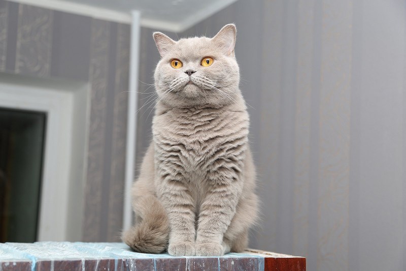 Британская кошка стрит