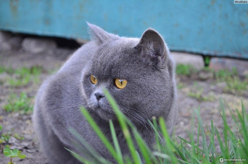 Британский кот 1 год