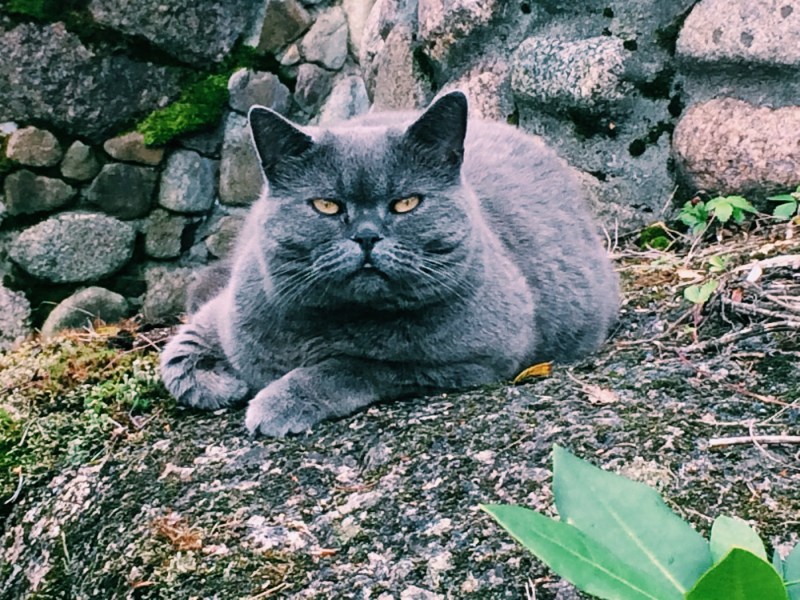 Британская кошка