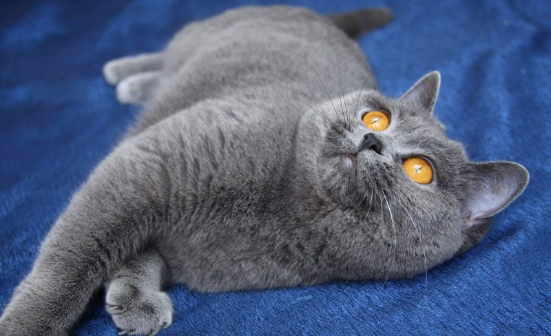 Фотография Британов котов