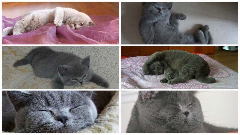 Британская короткошерстная