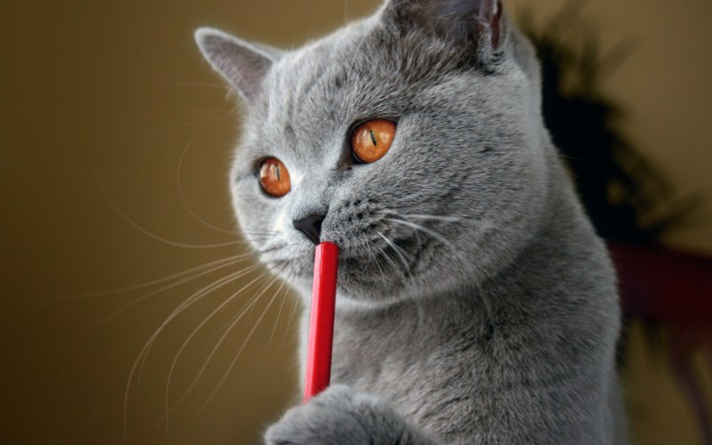 Клубный британский кот