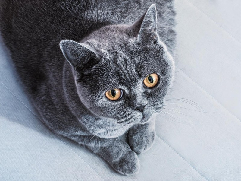 Британская кошка табби