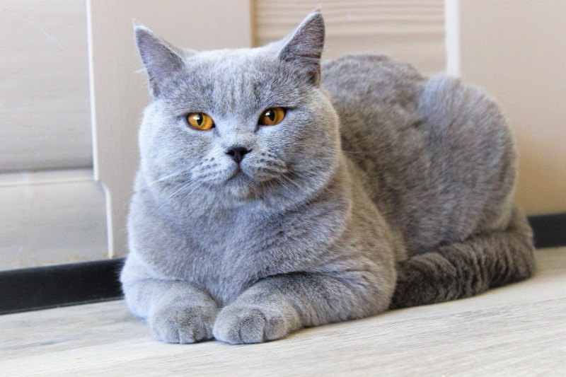 Серый британский кот Джонатан