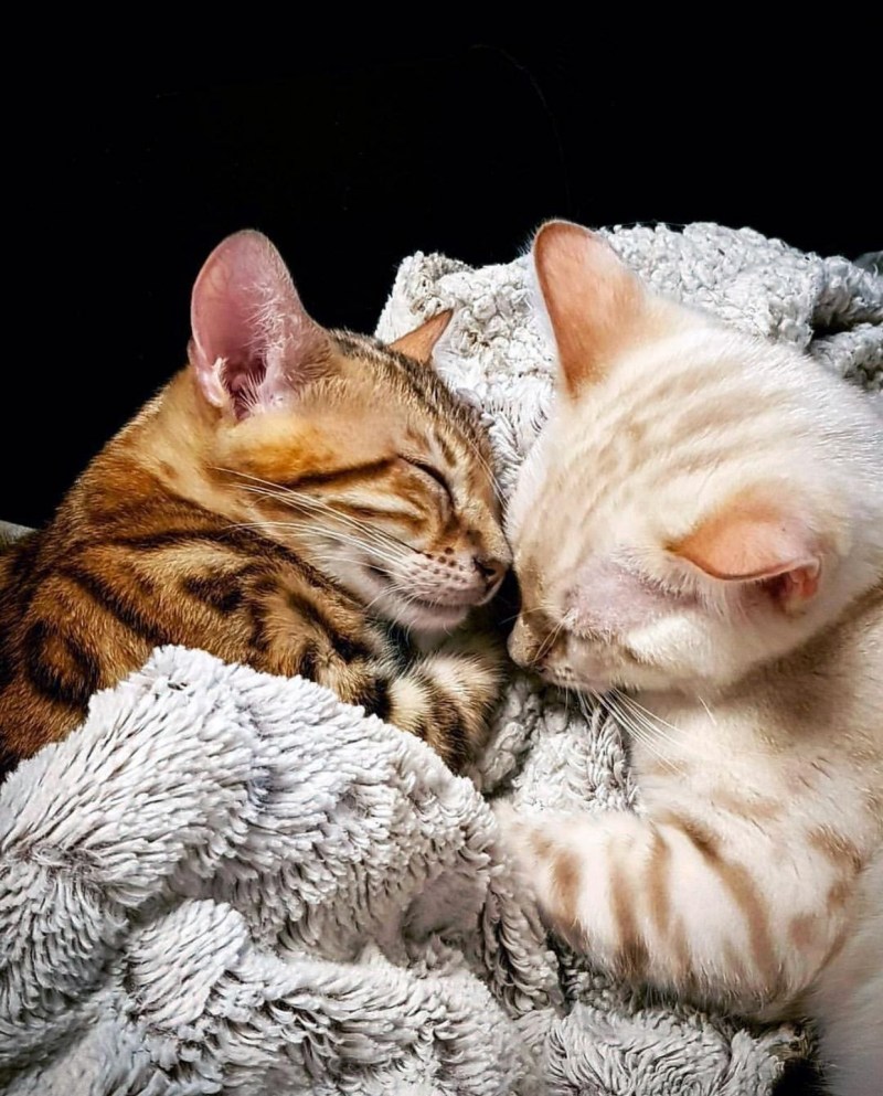 Кошачьи объятия