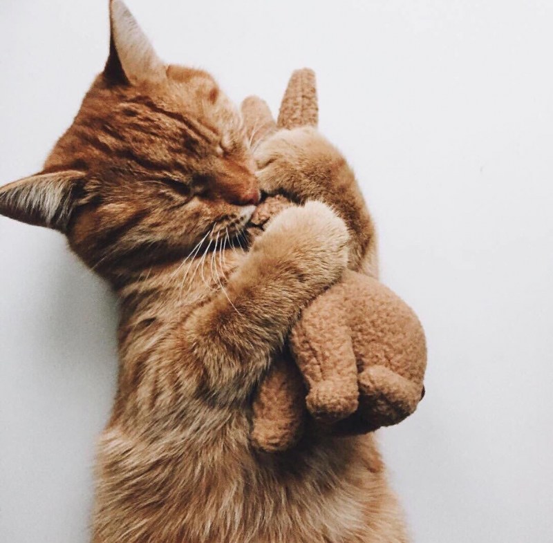 Кошки обнимашки