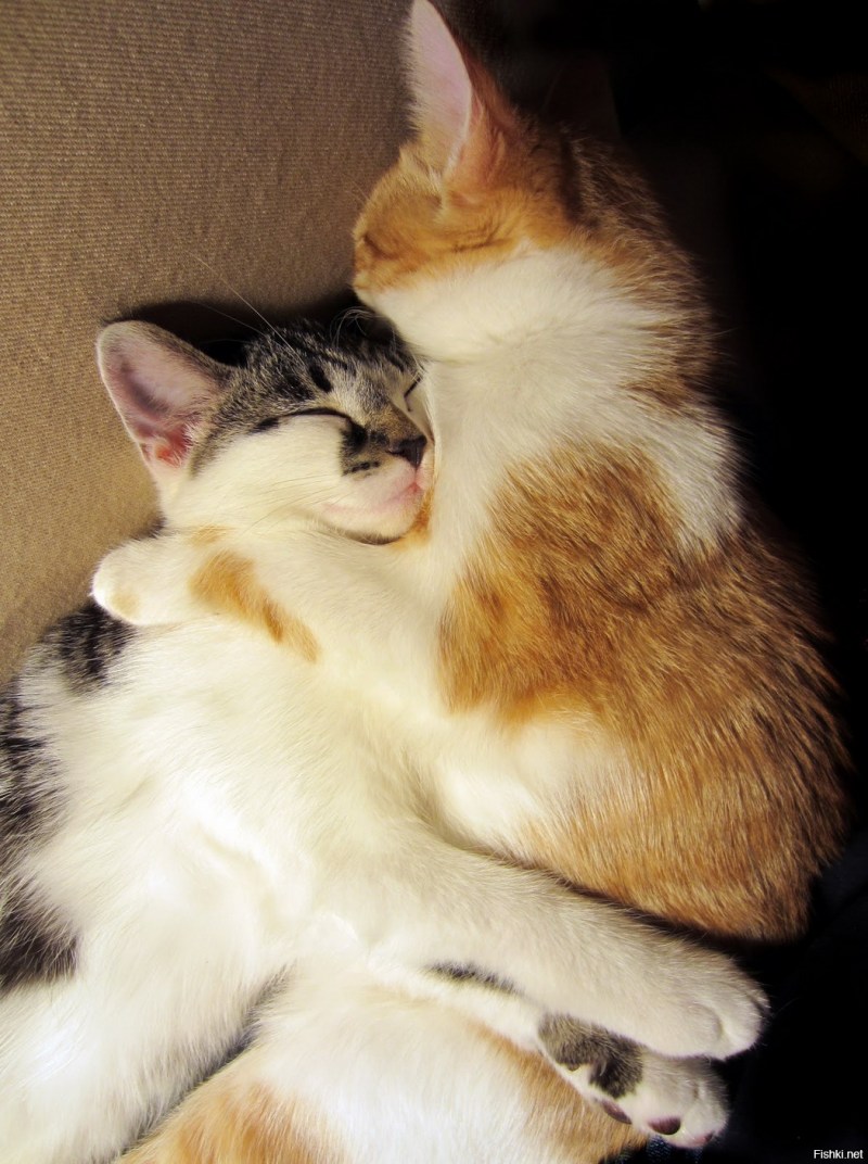 Кошки обнимаются