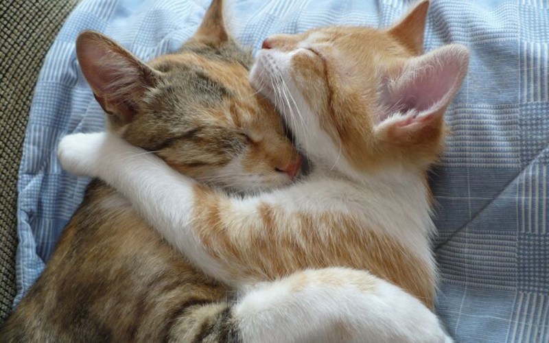 Котики обнимаются