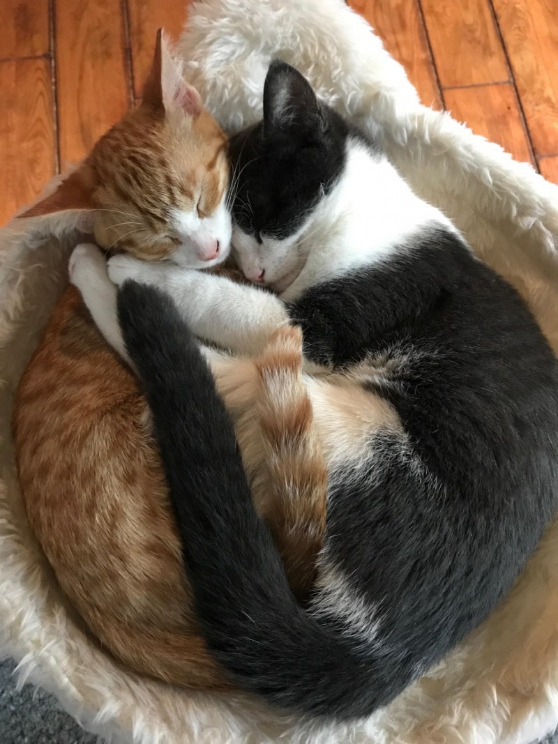 Котик обнимает