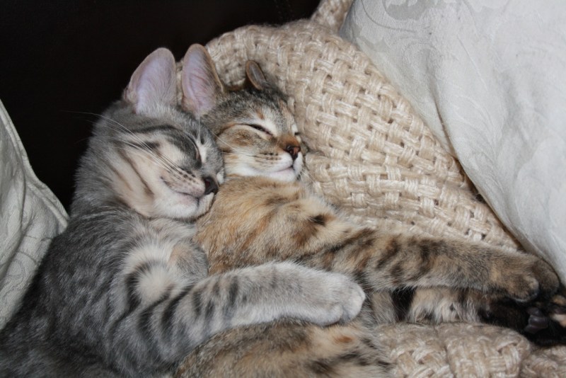 Влюбленные коты