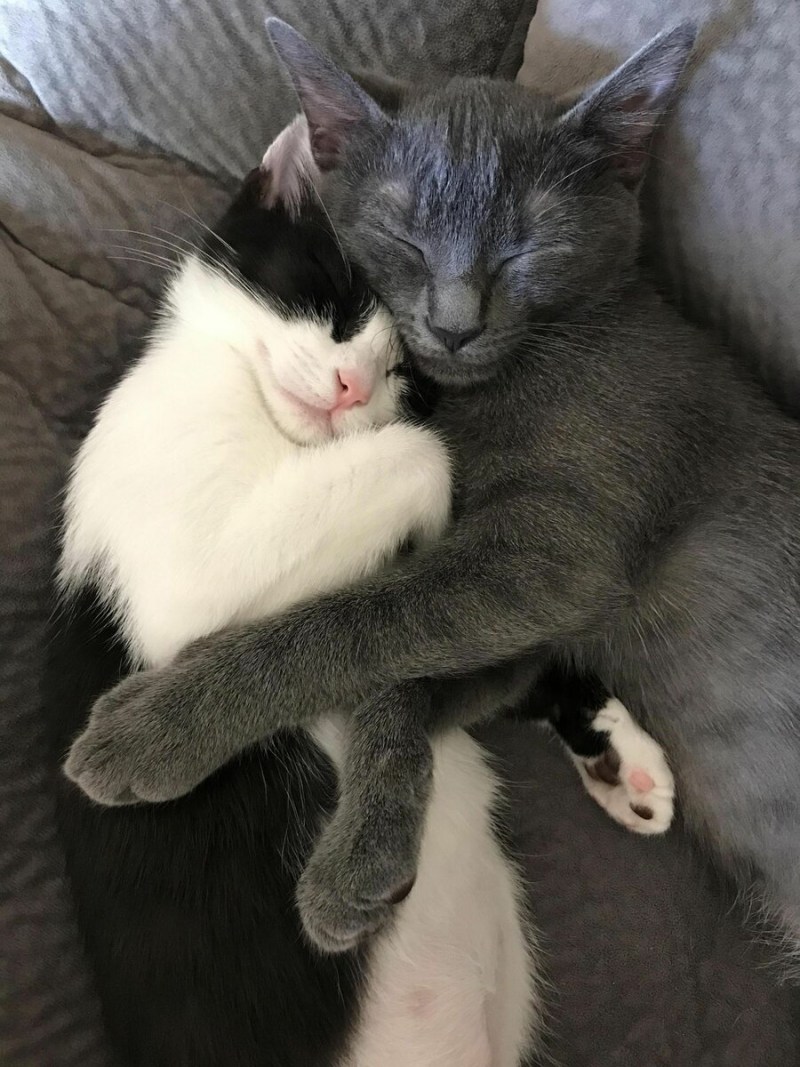 Кошки любовь