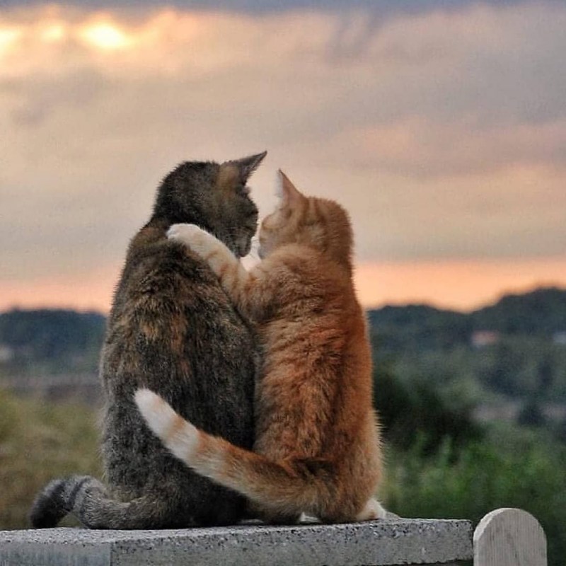 Коты обнимаются